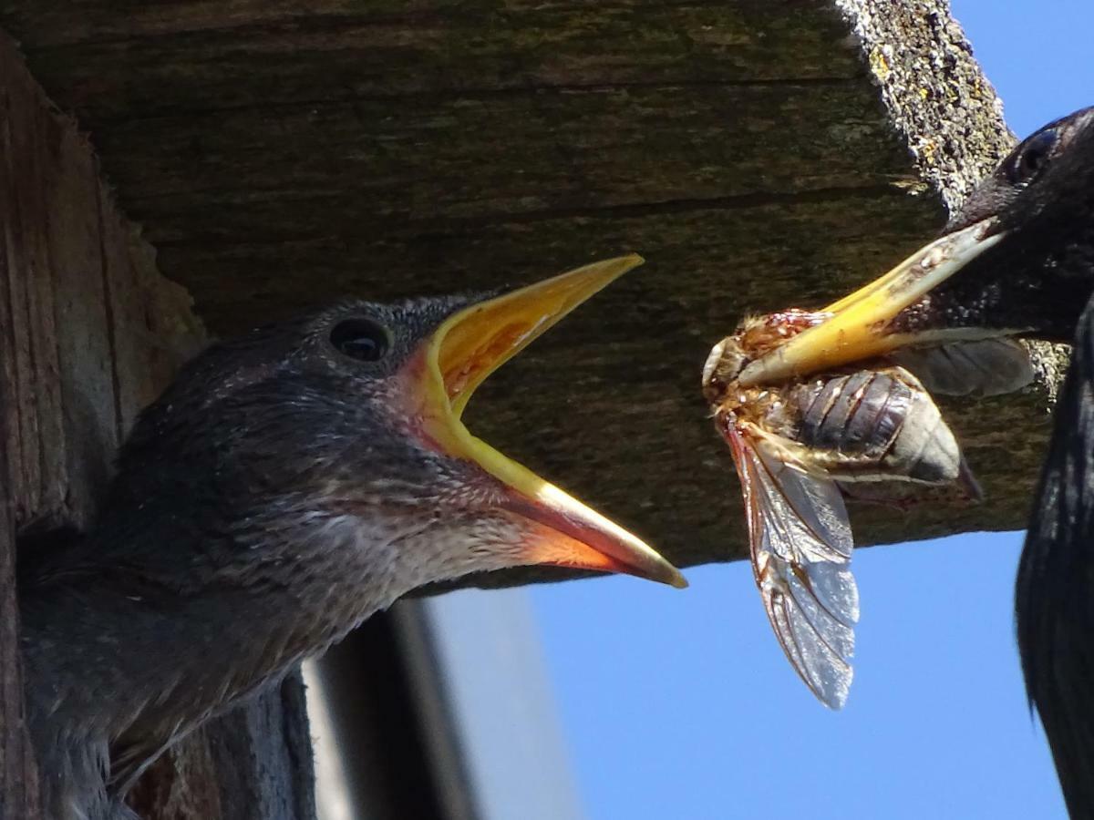 Cardinalis House Lägenhet Pāvilosta Exteriör bild